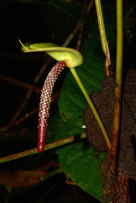 Anthurium effusilobum