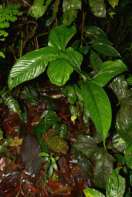 Anthurium effusilobum