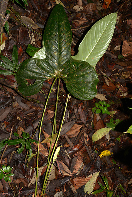 Anthurium effusilobum