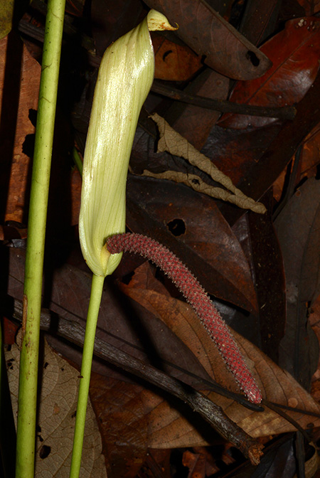 Anthurium effusilobum