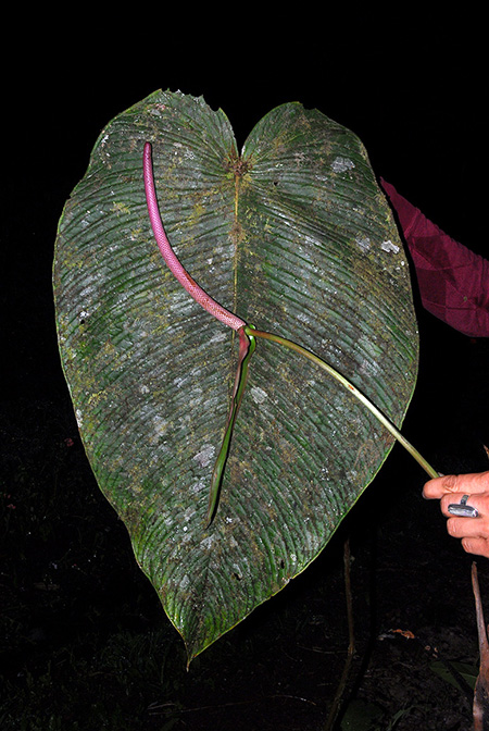 Anthurium elisalevyae