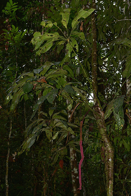 Anthurium eminens