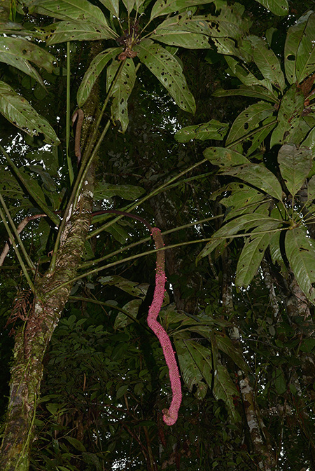 Anthurium eminens
