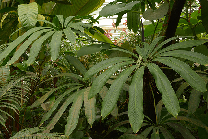 Anthurium eminens