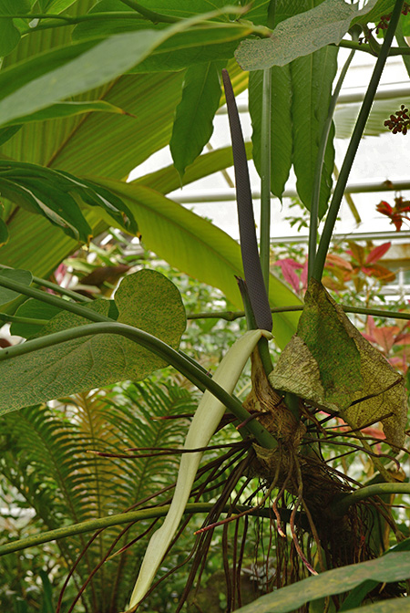 Anthurium eminens