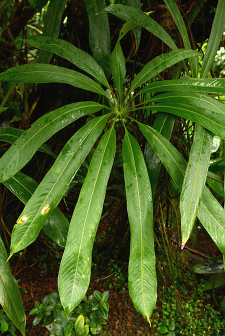 Anthurium eminens
