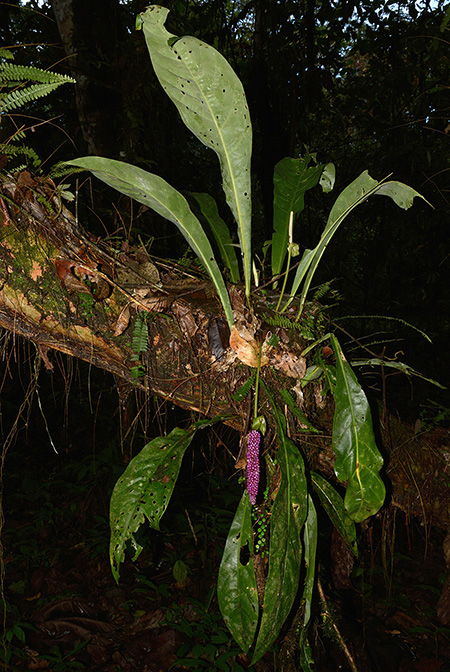 Anthurium ernestii