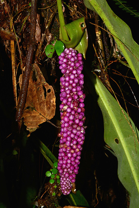 Anthurium ernestii