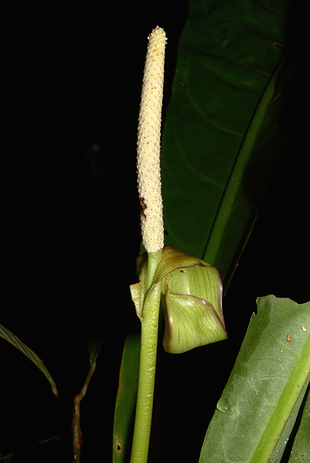 Anthurium ernestii