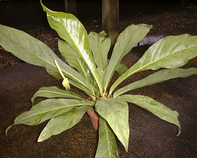 Anthurium ernestii
