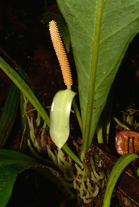 Anthurium ernestii