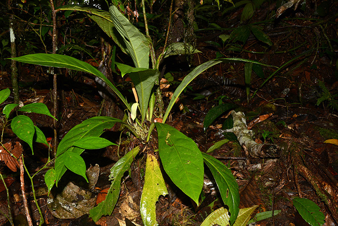 Anthurium ernestii