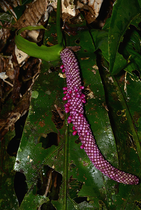 Anthurium ernestii