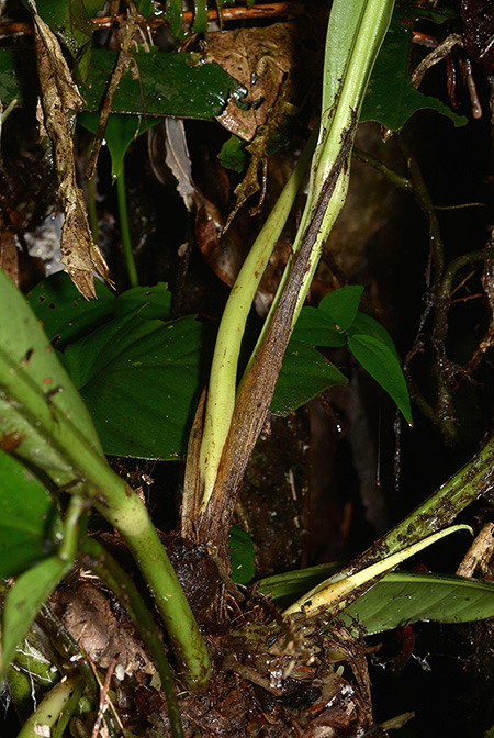 Anthurium ernestii
