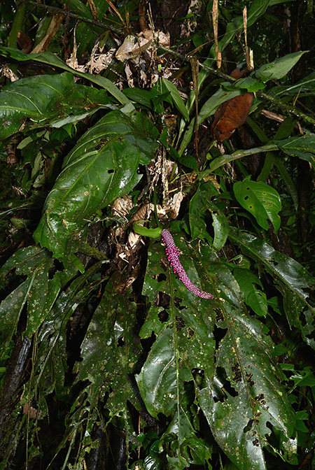 Anthurium ernestii