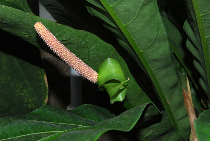 Anthurium ernestii