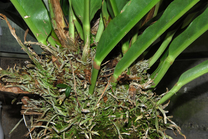 Anthurium ernestii