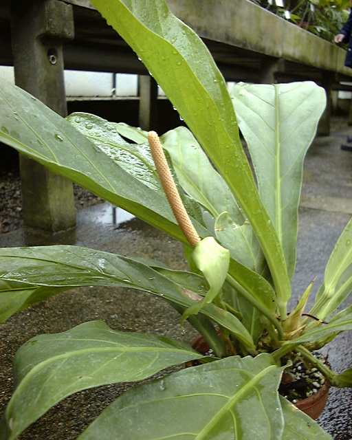 Anthurium ernestii