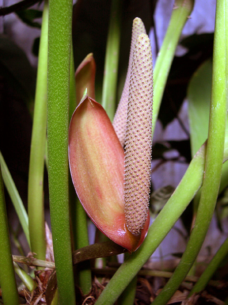 Anthurium erskinei