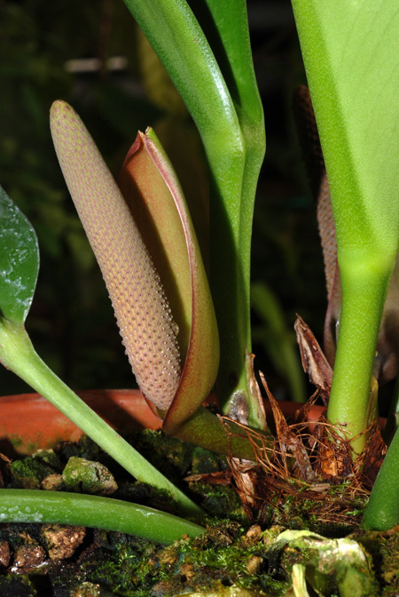 Anthurium erskinei
