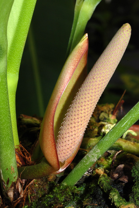 Anthurium erskinei