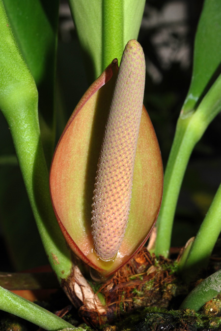 Anthurium erskinei