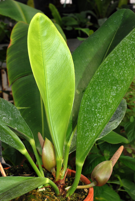 Anthurium erskinei