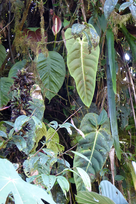 Anthurium esmeraldense