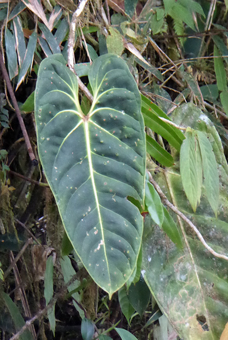Anthurium esmeraldense