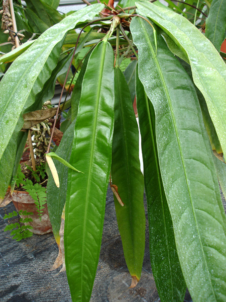 Anthurium eximium