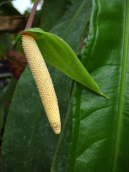 Anthurium eximium