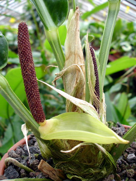 Anthurium fasciale
