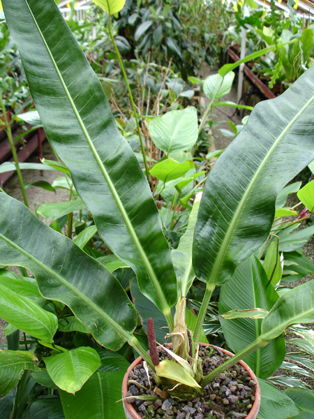 Anthurium fasciale