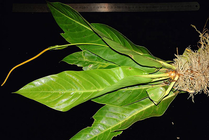 Anthurium fatoense