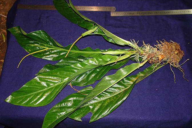 Anthurium fatoense