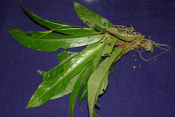 Anthurium fatoense