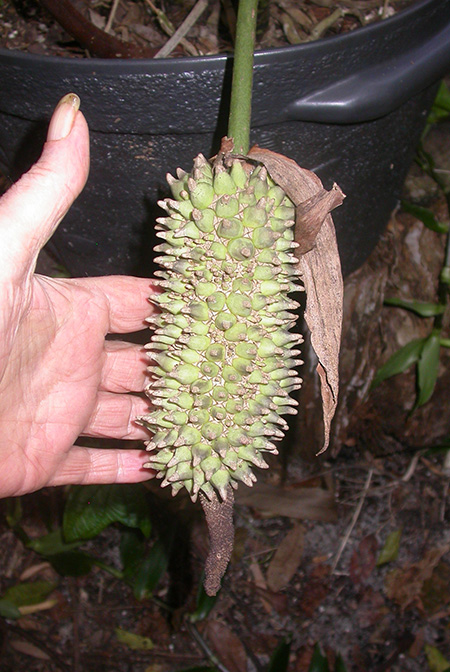 Anthurium faustomirandae