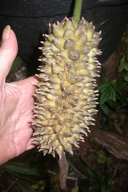 Anthurium faustomirandae