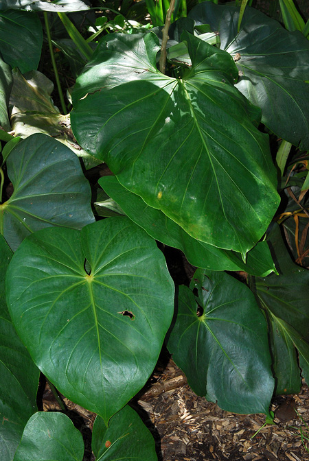 Anthurium faustomirandae