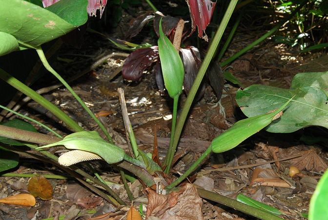 Anthurium faustomirandae