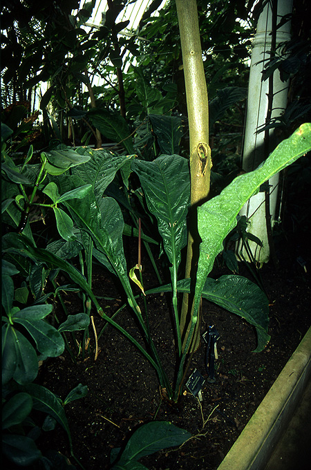 Anthurium fendleri