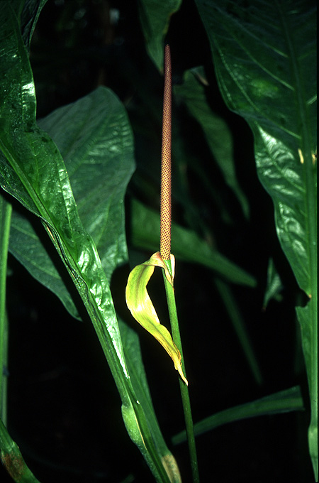 Anthurium fendleri