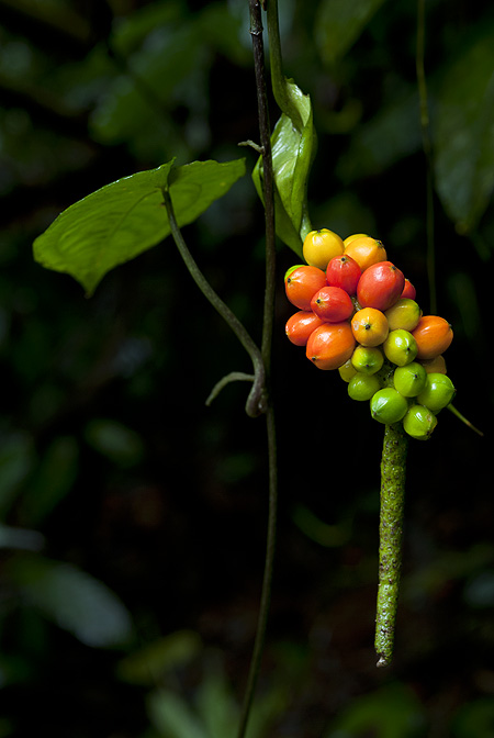 Anthurium flexile