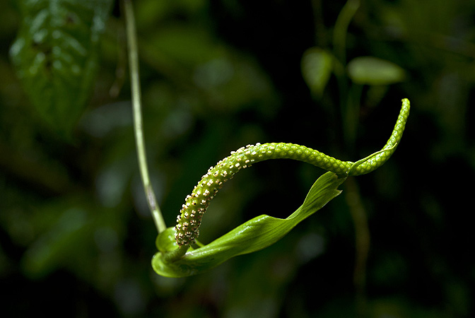 Anthurium flexile