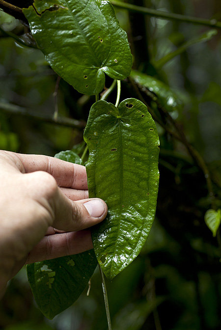 Anthurium flexile