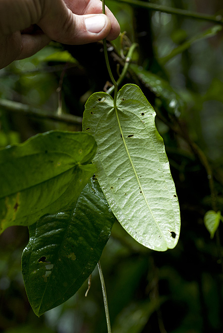 Anthurium flexile