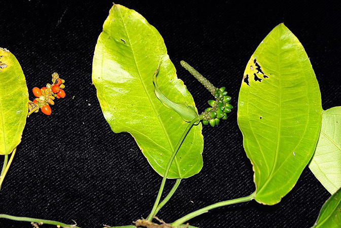 Anthurium flexile
