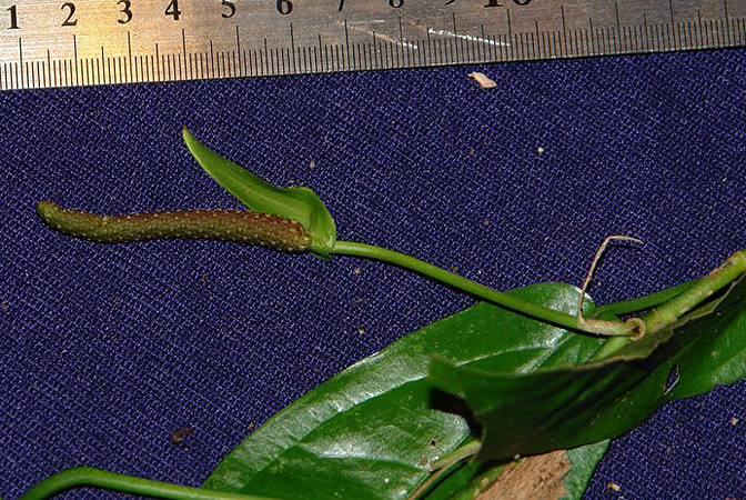 Anthurium flexile