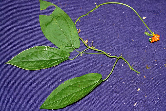 Anthurium flexile