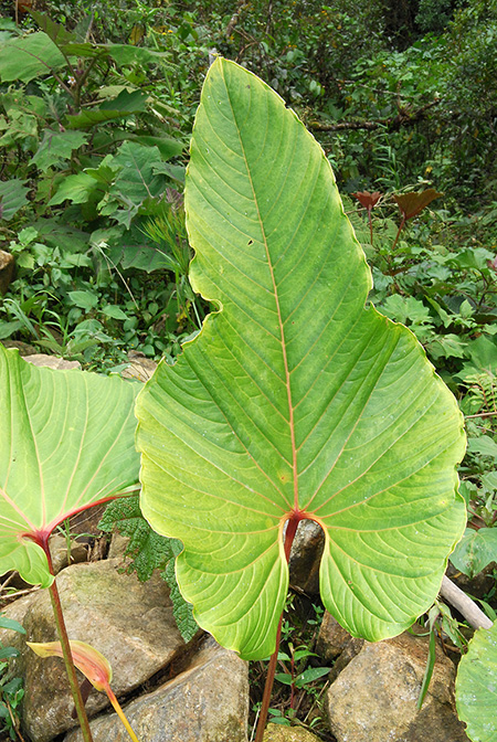 Anthurium florenciense